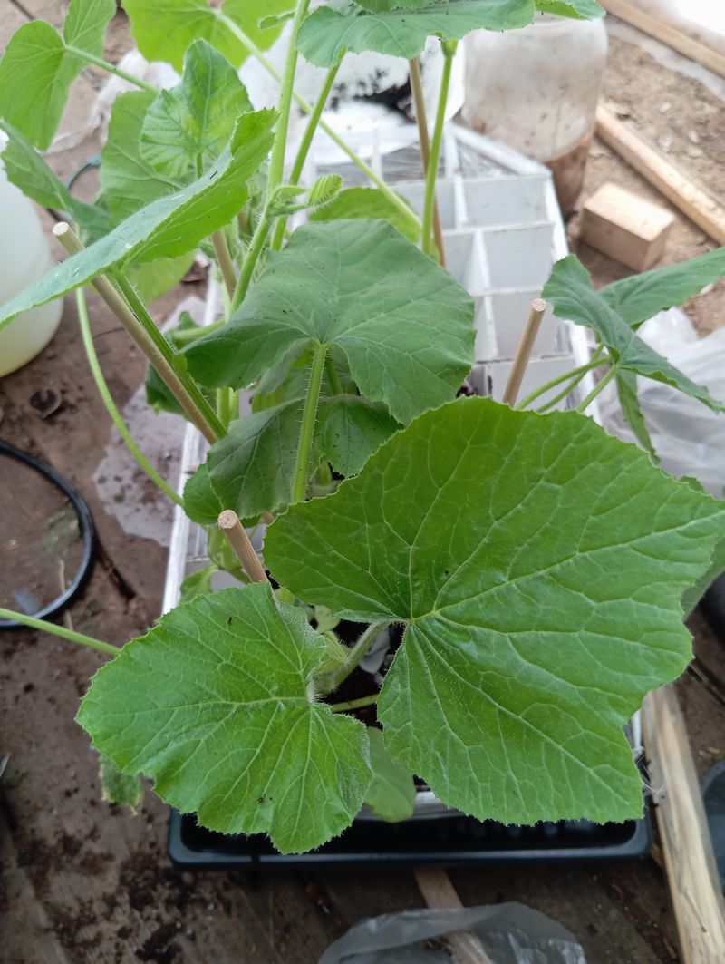 Cucurbita pepo var. pepo